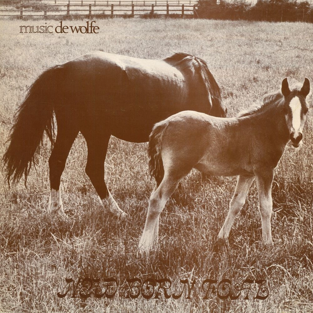 New Born Foal