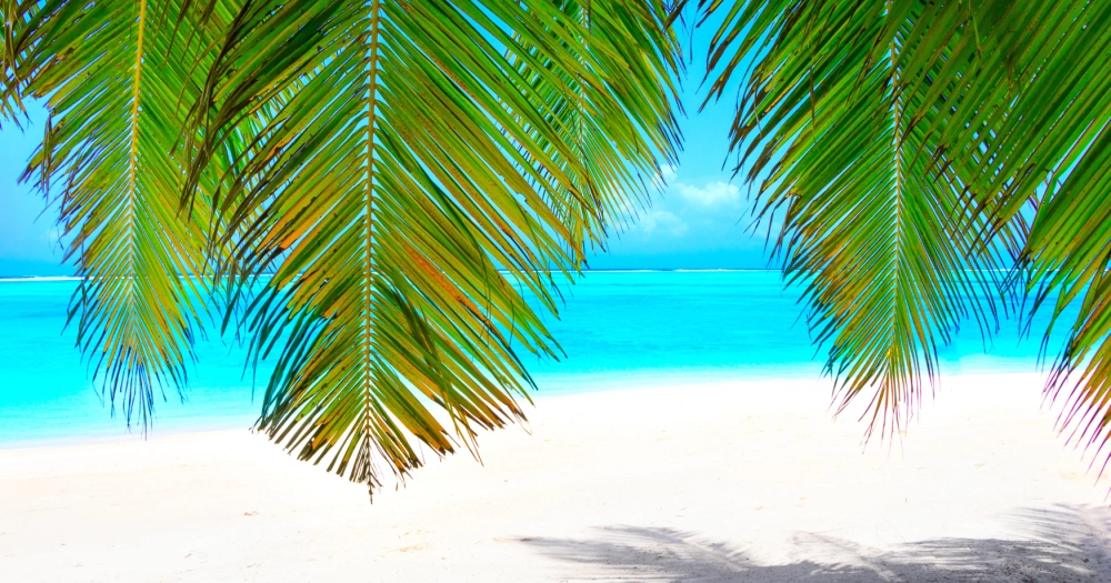 Calypso Summer