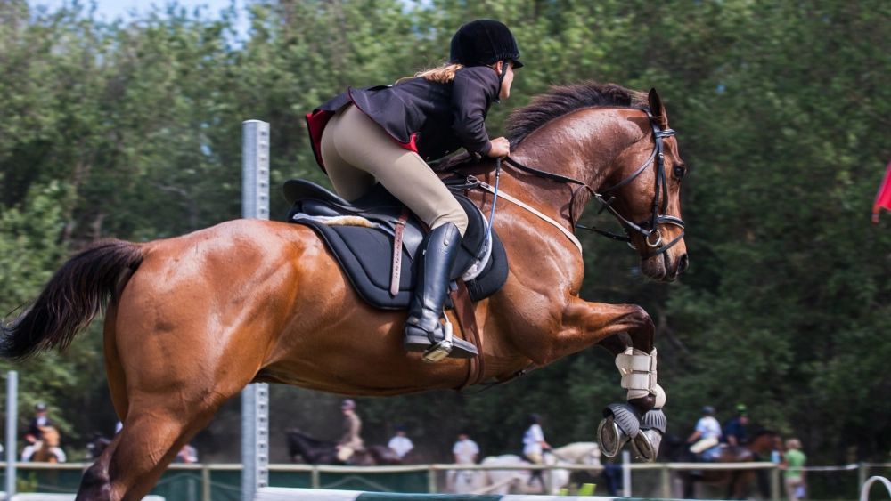 Jeux Olympiques Paris 2024 - Équitation