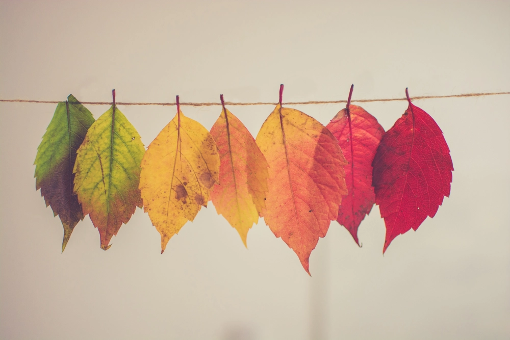 Saison - Automne