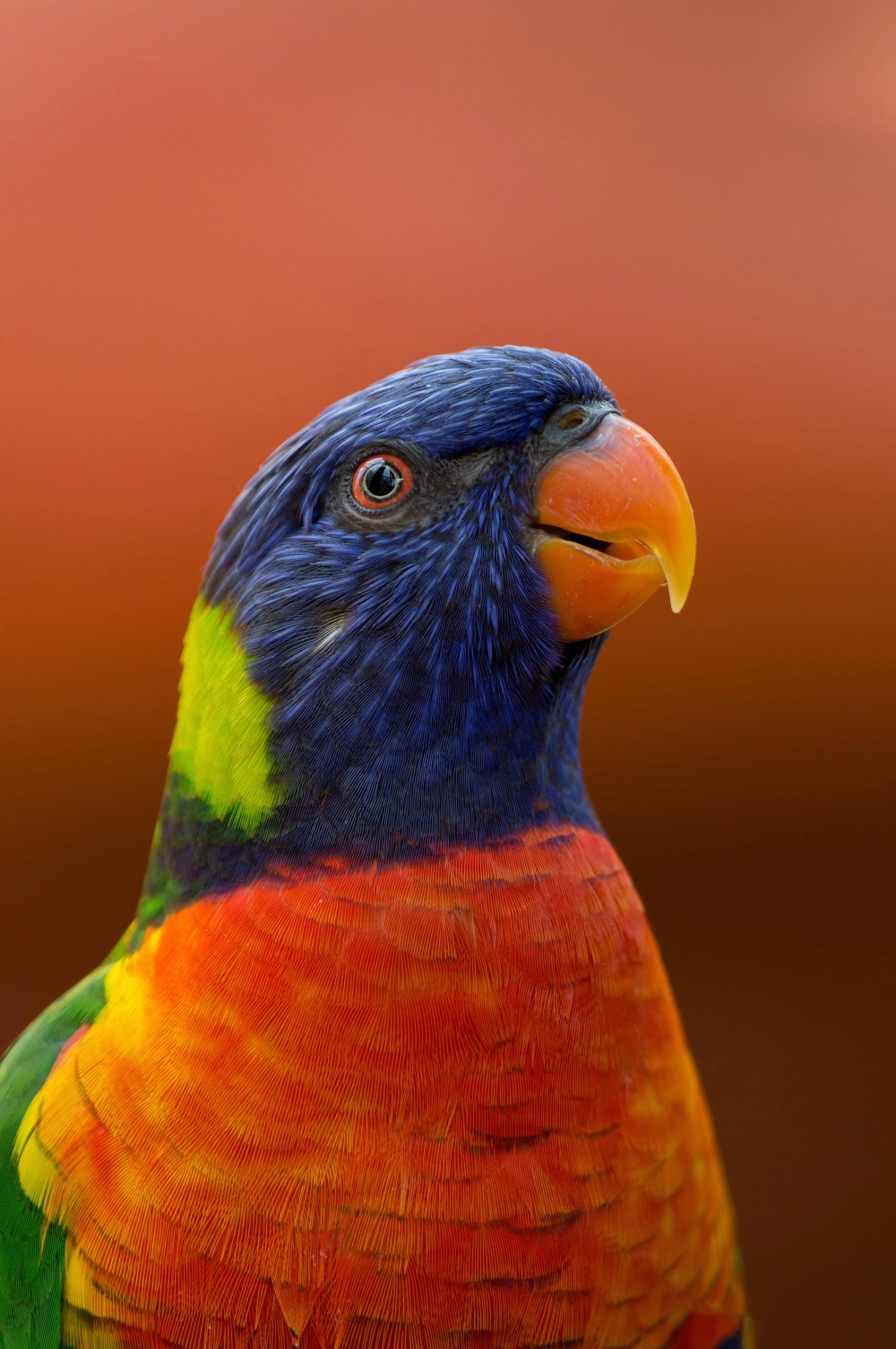 Documentaire Animalier